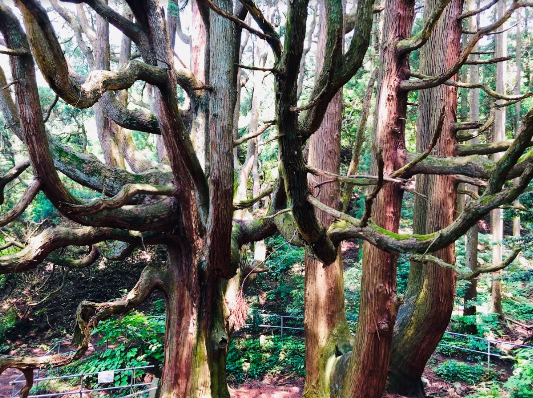 Jinja